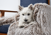 Snooza Calming Cuddler Mink Dog Blanket