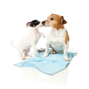 FuzzYard Puppy Microfibre Dog Towel - Blue